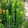 Fusain du Japon "Benkomoki=Benkomasaki "Pot 4.5L
