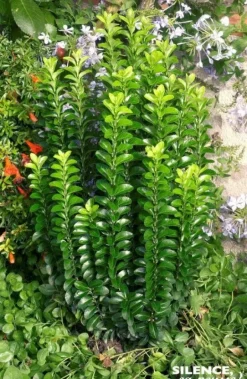 Fusain du Japon "Benkomoki=Benkomasaki "Pot 4.5L