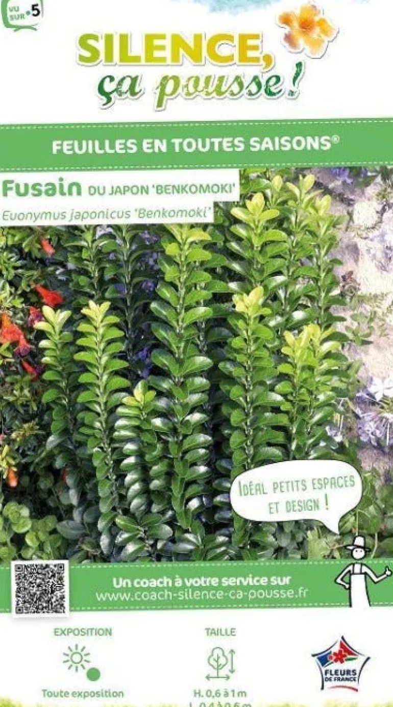 Fusain du Japon "Benkomoki=Benkomasaki "Pot 4.5L