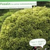 Fusain du Japon "Doré" Pot 10L SILENCE ÇA POUSSE