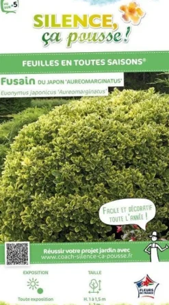 Fusain du Japon "Doré" Pot 10L SILENCE ÇA POUSSE