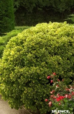 Fusain du Japon "Doré" Pot 4.5L SILENCE ÇA POUSSE