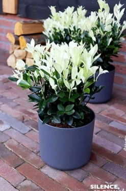Fusain du Japon "Extravaganza" Pot 10L SILENCE ÇA POUSSE