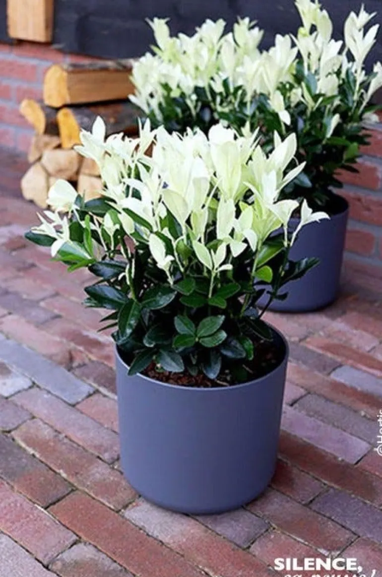 Fusain du Japon "Extravaganza" Pot 10L SILENCE ÇA POUSSE