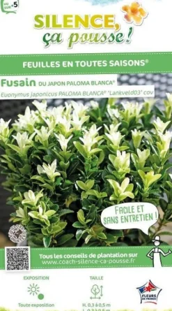 Fusain du Japon "Paloma Blanca" Pot 10L SILENCE ÇA POUSSE
