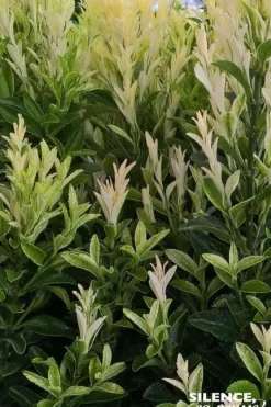 Fusain du Japon "Paloma Blanca" Pot 10L SILENCE ÇA POUSSE