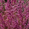 Gainier de Chine "Avondale" Pot 10L SILENCE ÇA POUSSE