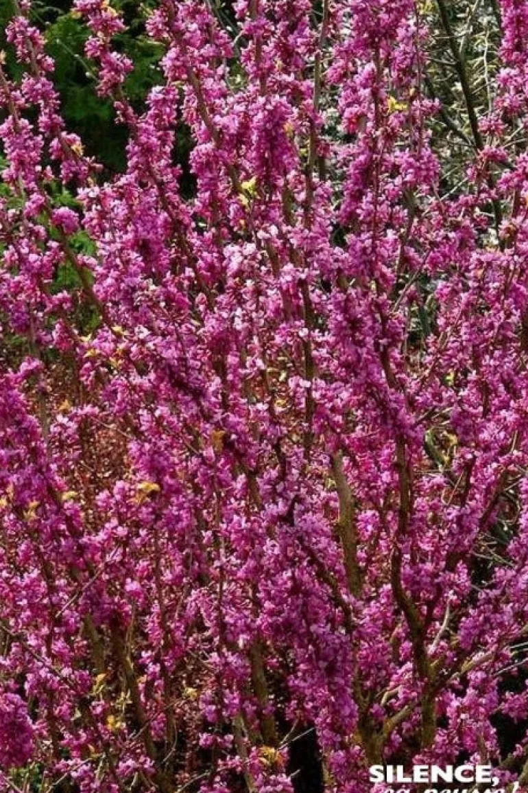 Gainier de Chine "Avondale" Pot 10L SILENCE ÇA POUSSE