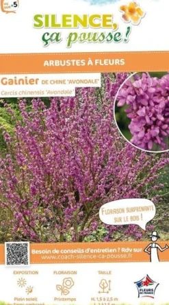 Gainier de Chine "Avondale" Pot 10L SILENCE ÇA POUSSE