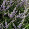 Gattilier à grandes feuilles "Arbre au poivre" Pot 10L