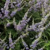 Gattilier à grandes feuilles Pot 4.5L SILENCE ÇA POUSSE