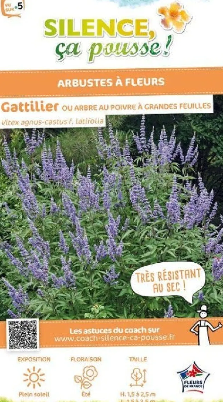 Gattilier à grandes feuilles Pot 4.5L SILENCE ÇA POUSSE