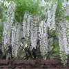 Glycine "Alba" Pot 3L