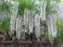 Glycine "Alba" Pot 3L