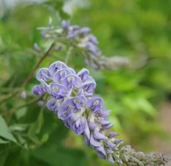Glycine "Magnifica" Pot 3L
