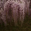 Glycine "Pink Ice" Pot 3L
