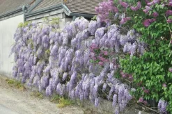 Glycine "Sinensis" Pot 3L