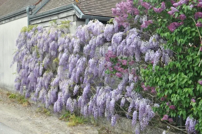 Glycine "Sinensis" Pot 3L