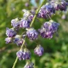Glycine "Violacea Plena" Pot 3L