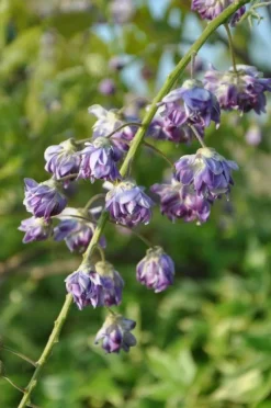 Glycine "Violacea Plena" Pot 3L