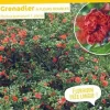 Grenadier à fleurs doubles Pot 10L SILENCE ÇA POUSSE