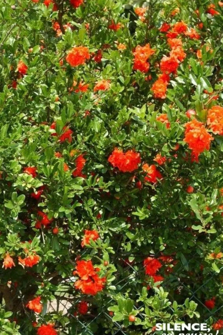 Grenadier à fleurs doubles Pot 10L SILENCE ÇA POUSSE
