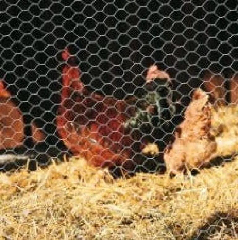 Grillage à poule triple torsion maille 25 mm L.50M BETAFENCE