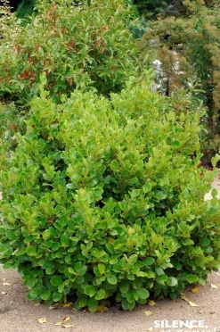 Griseline du littoral "Green Horizon" Pot 2L