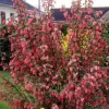 Groseillier à fleurs Pulborough Scarlet Pot 4.5L