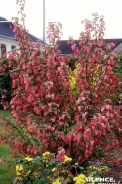 Groseillier à fleurs Pulborough Scarlet Pot 4.5L