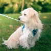 Harnais pour chien mesh turquoise l ZOLUX