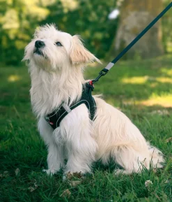 Harnais pour chien mesh noir l ZOLUX