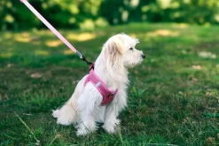 Harnais pour chien mesh rose l ZOLUX