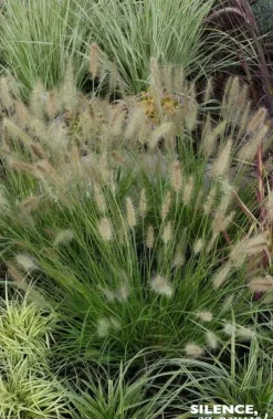 Herbe aux écouvillons "Hameln" Pot 4.5L SILENCE ÇA POUSSE