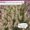 Herbe aux écouvillons "René Guy Cadou" Pot 4.5L