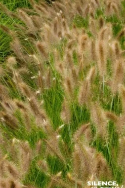 Herbe aux écouvillons "René Guy Cadou" Pot 4.5L