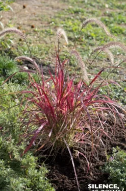 Herbe aux écouvillons soyeuse Fireworks Pot 4.5L