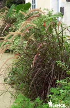 Herbe aux écouvillons soyeuse rouge Pot 4.5L