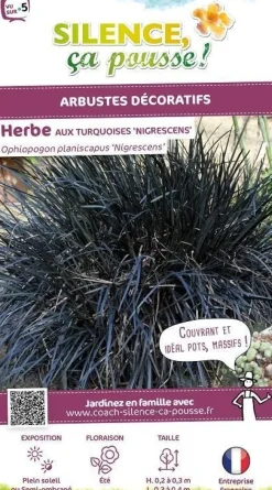 Herbe aux turquoises Nigrescens "Black Dragon Niger" Pot 2L