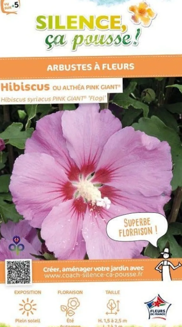 Hibiscus "Pink Giant" Pot 10L SILENCE ÇA POUSSE