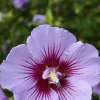 Hibiscus B'TWIST LAVENDER, Althéa Pot 10L