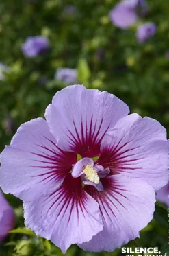 Hibiscus B'TWIST LAVENDER, Althéa Pot 10L