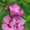 Hibiscus "Eruption Althéa" Pot 4.5L SILENCE ÇA POUSSE