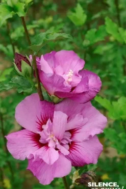 Hibiscus "Eruption Althéa" Pot 4.5L SILENCE ÇA POUSSE