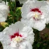 Hibiscus "French Point" Pot 4.5L SILENCE ÇA POUSSE