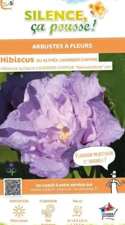 Hibiscus "Lavander Chiffon" Pot 4.5l SILENCE ÇA POUSSE