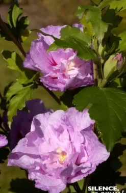 Hibiscus "Lavander Chiffon" Pot 4.5l SILENCE ÇA POUSSE