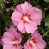 Hibiscus "Pink Giant" Pot 4.5L SILENCE ÇA POUSSE