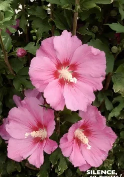 Hibiscus "Pink Giant" Pot 4.5L SILENCE ÇA POUSSE