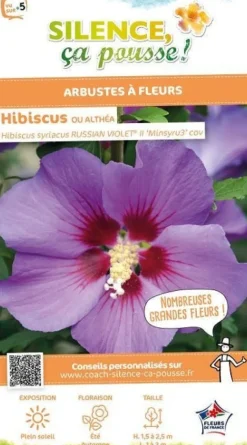 Hibiscus "Russian Violet II, Althéa" Pot 4.5L